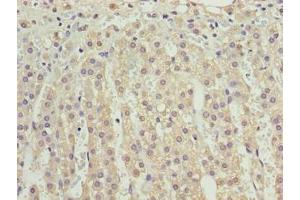 Immunohistochemistry of paraffin-embedded human adrenal gland tissue using ABIN7175208 at dilution of 1:100 (VISTA 抗体  (AA 37-194))