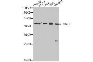 Western blot analysis of extracts of various cell lines, using PSMC5 antibody. (PSMC5 抗体  (AA 127-406))