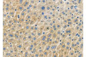 ABIN6262126 and ABIN6279461 at 1/100 staining Mouse liver tissue by IHC-P. (GTPBP1 抗体  (Internal Region))