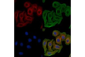 ABIN6260226 and ABIN6269334 staining Hela cells by IF/ICC.