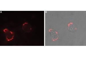 Expression of Nrxn1α in rat PC12 cells - Cell surface detection of Nrxn1α in intact living rat pheochromocytoma (PC12) cells. (Neurexin 1 抗体  (Extracellular, N-Term))