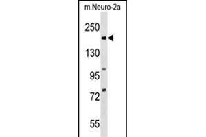 Mouse Rad50 Antibody (C-term) (ABIN1537647 and ABIN2838236) western blot analysis in mouse Neuro-2a cell line lysates (35 μg/lane). (RAD50 抗体  (C-Term))