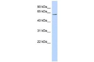 FLJ14803 antibody used at 1 ug/ml to detect target protein. (TMEM209 抗体  (N-Term))