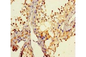 Immunohistochemistry of paraffin-embedded human testis tissue using ABIN7164380 at dilution of 1:100 (DHX35 抗体  (AA 1-300))