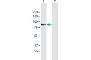 Western Blot analysis of HOOK1 expression in transfected 293T cell line by HOOK1 MaxPab polyclonal antibody. (HOOK1 抗体  (AA 1-728))