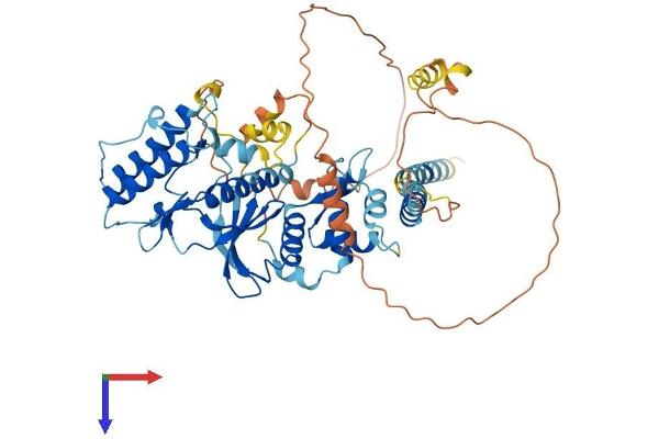 RIOK2 Protein (AA 1-547) (His tag)