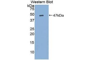 Western blot analysis of the recombinant protein. (Prostaglandin E Synthase 抗体  (AA 21-148))