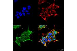 Immunocytochemistry/Immunofluorescence analysis using Mouse Anti-GABA-A Receptor Alpha4 Monoclonal Antibody, Clone S398A-34 . (GABRA1 抗体  (AA 410-450) (Biotin))