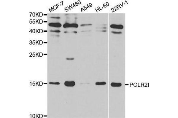 POLR2I 抗体  (AA 1-125)