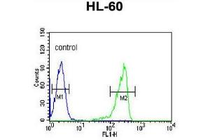 CAPN3 Antibody (C-term) flow cytometric analysis of HL-60 cells (right histogram) compared to a negative control cell (left histogram). (Calpain 3 抗体  (C-Term))
