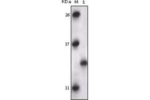 Western Blotting (WB) image for anti-Mitogen-Activated Protein Kinase-Activated Protein Kinase 5 (MAPKAPK5) (truncated) antibody (ABIN2464093) (MAPKAP Kinase 5 抗体  (truncated))