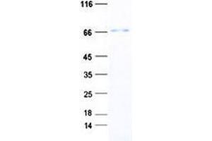 Western Blotting (WB) image for WD Repeat Domain 16 (WDR16) protein (His tag) (ABIN5505803)
