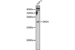 Western blot analysis of extracts of THP-1 cells, using SRGN antibody (ABIN6132571, ABIN6148441, ABIN6148443 and ABIN6222700) at 1:1000 dilution. (SRGN 抗体  (AA 28-158))