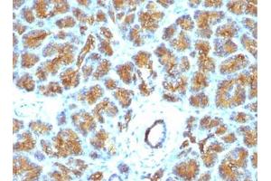 FFPE human pancreas tested with Lactadherin antibody (EDM45) (MFGE8 抗体)