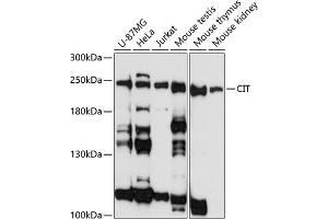 Western blot analysis of extracts of various cell lines, using CIT antibody (ABIN1679238, ABIN3017961, ABIN3017962 and ABIN6220322) at 1:3000 dilution. (CIT 抗体  (AA 1000-1300))