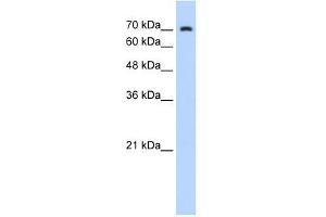 ZNF441 antibody used at 0. (ZNF441 抗体  (N-Term))