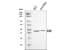 Western blot analysis of DAO using anti-DAO antibody (ABIN7600331).