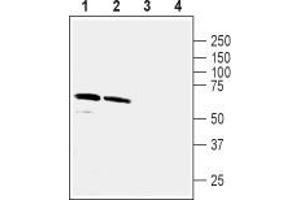 Western blot analysis of rat hippocampus (lanes 1 and 3) and mouse brain (lanes 2 and 4) lysates: - 1,2.