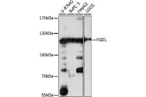 Western blot analysis of extracts of various cell lines, using FGD1 antibody (ABIN7267284) at 1:1000 dilution. (FGD1 抗体  (AA 700-800))