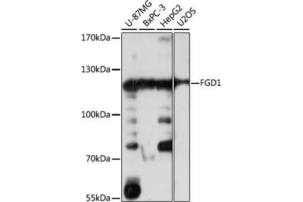 FGD1 anticorps  (AA 700-800)