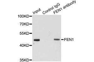 Immunoprecipitation analysis of 200ug extracts of HeLa cells using 1ug FEN1 antibody. (FEN1 抗体)