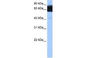 Image no. 1 for anti-Tetratricopeptide Repeat Domain 12 (TTC12) (C-Term) antibody (ABIN631929) (TTC12 抗体  (C-Term))