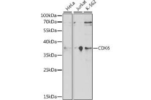 Western blot analysis of extracts of various cell lines, using CDK6 antibody (ABIN7266595) at 1:1000 dilution. (CDK6 抗体  (AA 1-326))
