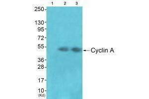 Western blot analysis of extracts from JK cells (Lane 2) and cos-7 cells (Lane 3), using Cyclin A antiobdy. (Cyclin A1 抗体)