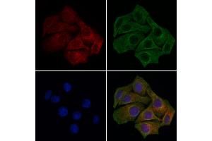 ABIN7094794 and ABIN7098845 staining HepG2 cells by IF/ICC. (Cx40/GJA5 抗体  (C-Term))