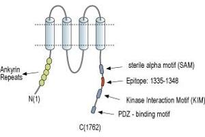 anti-Kinase D-Interacting Substrate, 220kDa (KIDINS220) (AA 1335-1348), (C-Term), (Intracellular) antibody