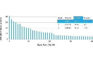 Protein Array (PAr) image for anti-Fatty Acid Binding Protein 7, Brain (FABP7) antibody (ABIN7455982) (FABP7 抗体)
