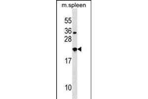 NXPH3 Antibody (N-term) (ABIN1538969 and ABIN2848564) western blot analysis in mouse spleen tissue lysates (35 μg/lane). (NXPH3 抗体  (N-Term))