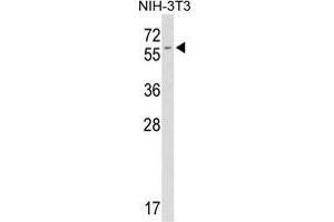 Western blot analysis of FKBP9 antibody (C-term) in mouse NIH-3T3 tissue lysates (35 µg/lane). (FKBP9 抗体  (C-Term))