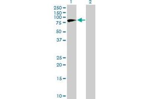 Western Blot analysis of NVL expression in transfected 293T cell line by NVL MaxPab polyclonal antibody. (NVL 抗体  (AA 1-659))