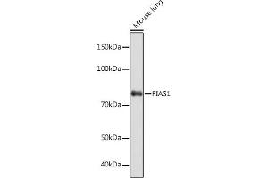Western blot analysis of extracts of Mouse lung, using PI Rabbit mAb (ABIN7269622) at 1:1000 dilution. (PIAS1 抗体)
