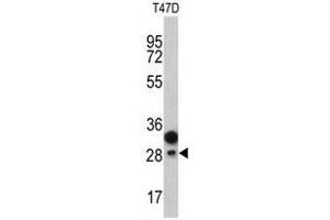 Image no. 1 for anti-Protein C Receptor, Endothelial (PROCR) (Middle Region) antibody (ABIN452834) (PROCR 抗体  (Middle Region))