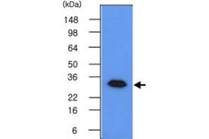 Western blot analysis of 293T cell lysates (50 ug) were resolved by SDS - PAGE , transferred to PVDF membrane and probed with GMNN monoclonal antibody , clone 2H7 (1 : 500) . (Geminin 抗体  (AA 1-209))
