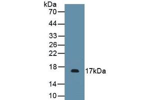 Detection of Recombinant PDGFA, Mouse using Polyclonal Antibody to Platelet Derived Growth Factor Subunit A (PDGFA) (PDGFA 抗体)