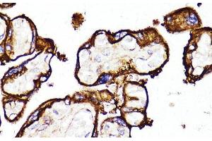 Immunohistochemistry of paraffin-embedded Human placenta using MME Polyclonal Antibody at dilution of 1:100 (40x lens). (MME 抗体)