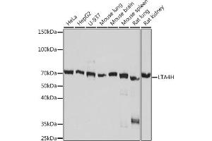 Western blot analysis of extracts of various cell lines, using LTH Rabbit mAb (ABIN7268244) at 1:1000 dilution. (LTA4H 抗体)