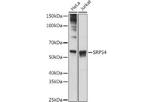 Western blot analysis of extracts of various cell lines, using SRP54 antibody (ABIN3015958, ABIN3015959, ABIN1682276, ABIN1682277 and ABIN7101466) at 1:1000 dilution. (SRP54 抗体)