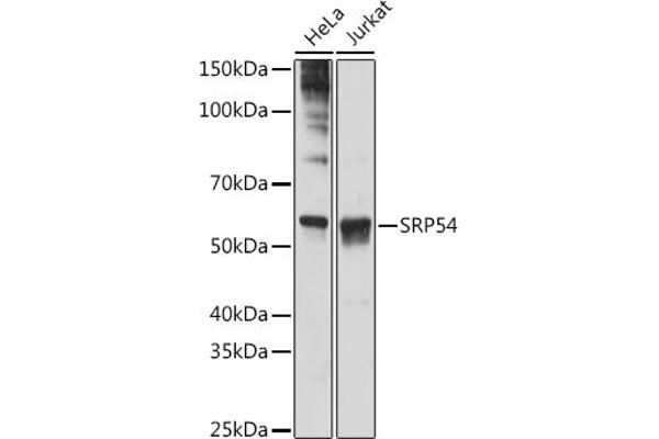 SRP54 抗体
