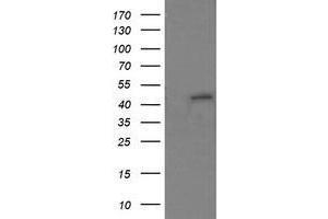 Image no. 1 for anti-Ring Finger Protein 39 (RNF39) antibody (ABIN1500724) (RNF39 抗体)