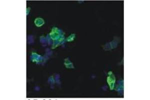 IF analysis using HIV-1 p24 antibody (05-001) in detection of 05-001 epitope tagged ETAR (Endothelin A receptor) in HEK293-based cell line (HIV-1 p24 抗体  (AA 48-62))