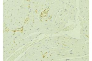 ABIN6276350 at 1/100 staining Mouse liver tissue by IHC-P. (TBRG4 抗体  (C-Term))