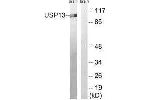 Western blot analysis of extracts from mouse brain cells, using USP13 antibody. (USP13 抗体)