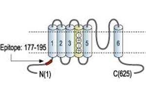Representative domain view of the target of ABIN7043539.