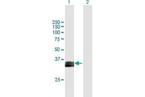 Western Blot analysis of PRSS8 expression in transfected 293T cell line by PRSS8 MaxPab polyclonal antibody. (PRSS8 抗体  (AA 1-343))