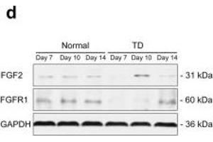 Tibial vasculogenesis is disturbed in TD chickens. (FGF2 抗体  (AA 143-288))