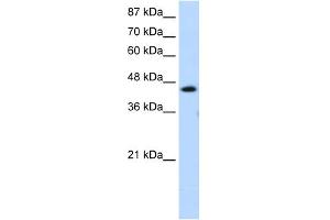 Western Blotting (WB) image for anti-General Transcription Factor IIH, Polypeptide 4, 52kDa (GTF2H4) (C-Term) antibody (ABIN2780372)
